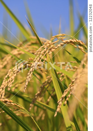 Harvested paddy field and blue sky Harvested paddy field and blue sky 12232048