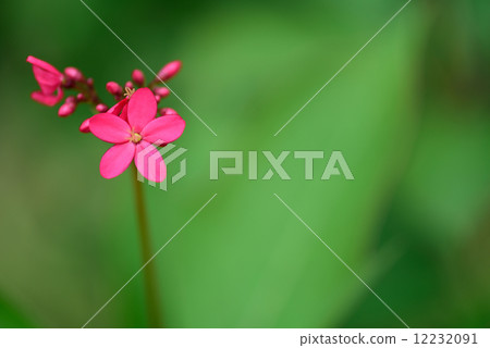 Pink Ixora flower (Clerodendrum bungei)  12232091