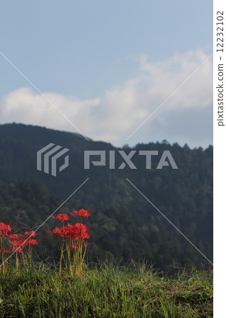 Autumn Satoyama with bamboo shoots 12232102