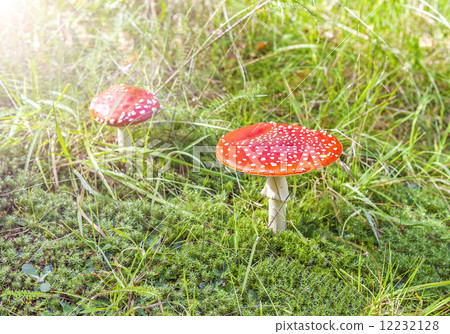 Two spotted toadstools on grass and moss. Two spotted toadstools on grass and moss. 12232128