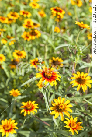 Yellow flowers, shallow depth of field. Yellow flowers, shallow depth of field. 12232129