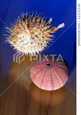 Dried the Blowfish and a sea hedgehog. 12232338