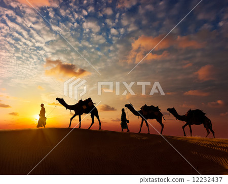 Two cameleers camel drivers with camels in dunes 12232437