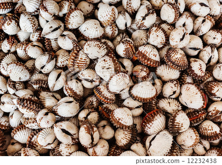 Scallops close up Scallops close up 12232438