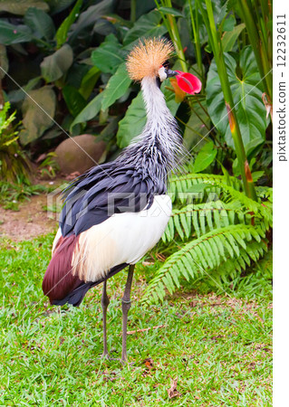 Southern Crowned Grey Crane 12232611