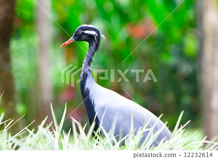 Southern Crowned Grey Crane. 12232614