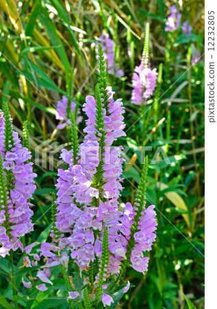 Plants · Family Family Plants · Family Family 12232805