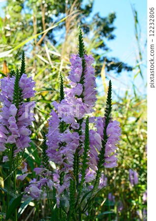 Plants · Family Family 12232806