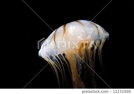 Red moss Red moss 12232898