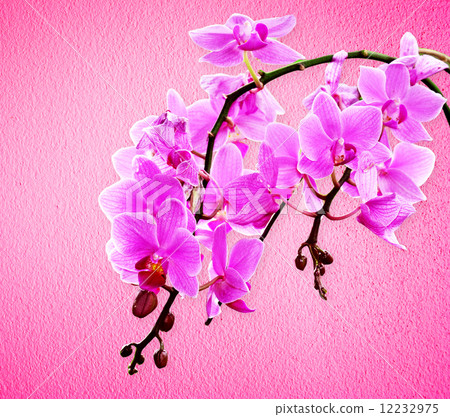 Pink orchid flowers 12232975