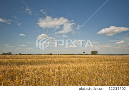 Field landscape with a rye. Field landscape with a rye. 12233302