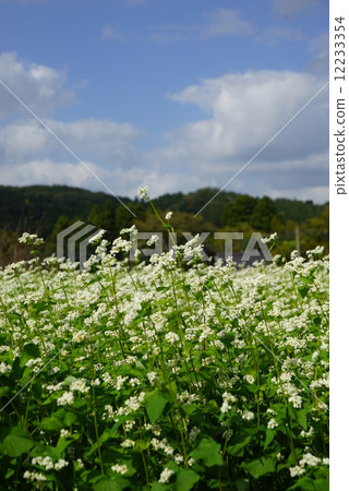 Soda field 12233354