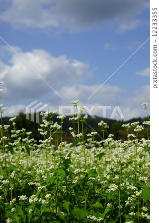 Soda field 12233355