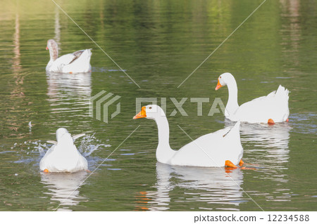 geese geese 12234588