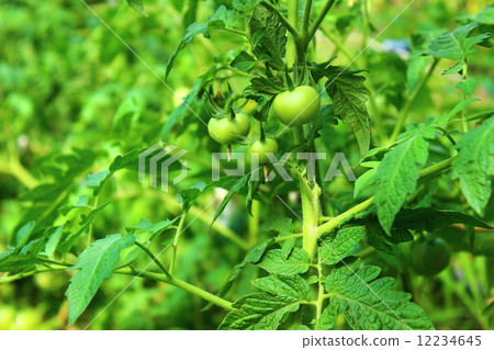 growth of tomatoes growth of tomatoes 12234645