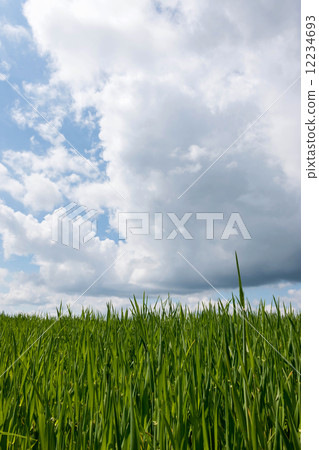 Beautiful green cereal field 12234693