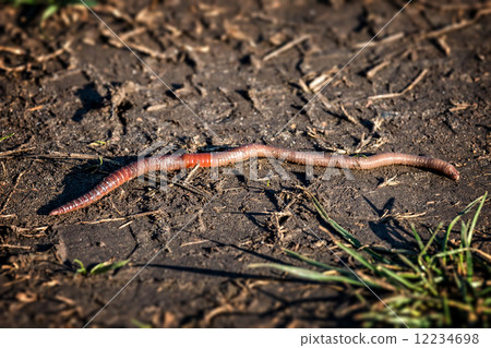 Earthworm - Lumbricus terrestris 12234698