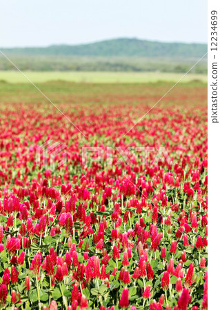 Crimson clover flower field 12234699