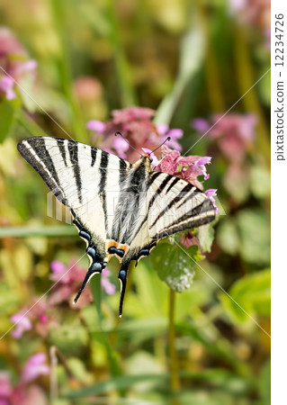 Beautiful swallowtail (Papilio machaon ) 12234726
