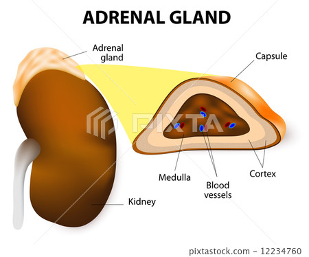 Adrenal 中文 Lefoud