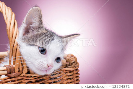 little kitten in the basket little kitten in the basket 12234871