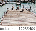 Pelican and a bridge 12235400