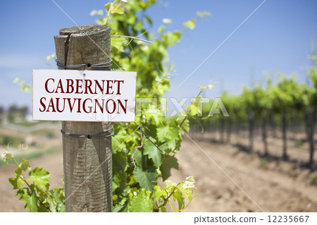 Cabernet Sauvignon Sign On Vineyard Post Cabernet Sauvignon Sign On Vineyard Post 12235667