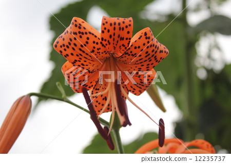 尤里惡魔 尤里惡魔 12235737