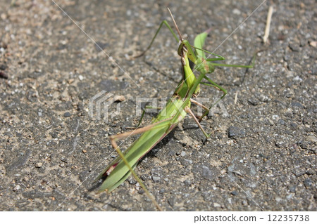 鎌倉捕食者 鎌倉捕食者 12235738