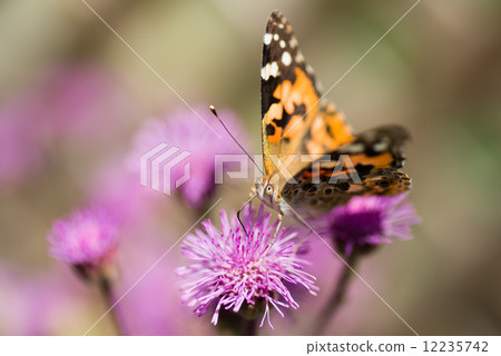 鯊魚的喙和高嶺土 鯊魚的喙和高嶺土 12235742