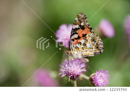 Shark's beak and kaolins Shark's beak and kaolins 12235743