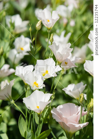 土耳其粉末 土耳其粉末 12235744