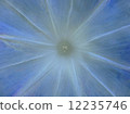 Morning glory (light blue) 12235746