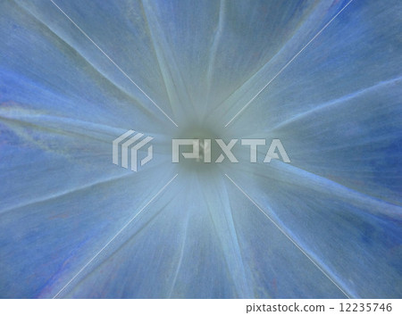 牽牛花（淺藍色） 12235746