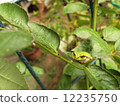Frog resting on rose leaves 12235750