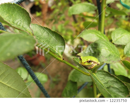 Frog resting on rose leaves 12235750