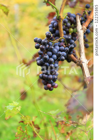葡萄園 12235865