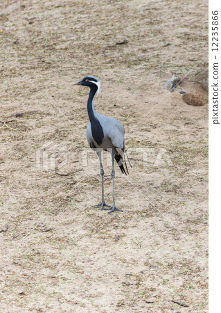 Red-crowned crane Red-crowned crane 12235866