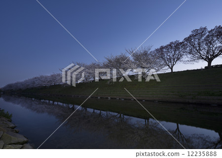 吉野櫻花樹 12235888