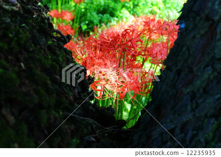 Autumn fallow - Higanboshi 12235935