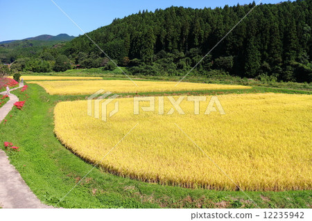 satoyama的秋天〜米領域的風景照亮金黃顏色 12235942