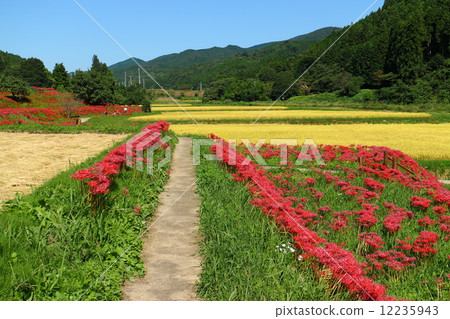 Autumn of Satoyama - Landscape blooming in Higanba in a fruit 12235943