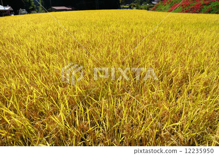 Falls of satoyama ~ landscape of rice field shining golden color Falls of satoyama ~ landscape of rice field shining golden color 12235950