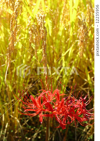 Satoyama's Autumn - A cluster amaryllis blossoming in the fertility's fleet 12235956
