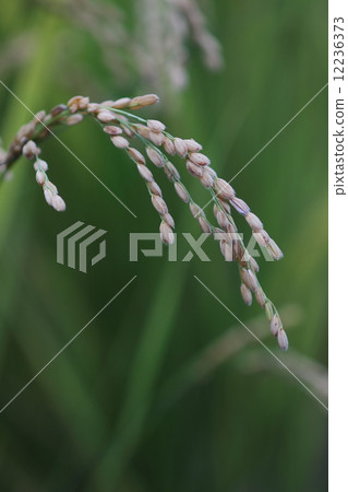 Rice field 12236373