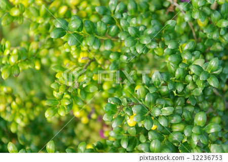 Leaves of Mamei nut shell 12236753