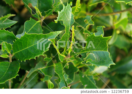蠕蟲吃葉子 12236759