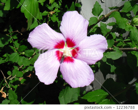 Large leaf blossoms such as white, red, pink, and purple are blooming on fallen leaves 12236788
