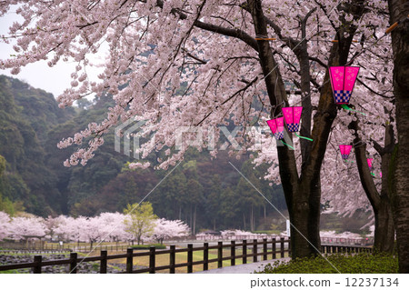 Sakura and lantern Sakura and lantern 12237134