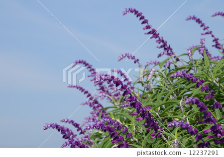 Mexican sage Mexican sage 12237291